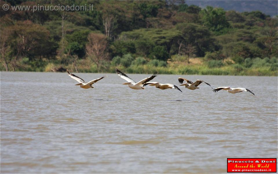 Ethiopia - Lago Chamo - Pellicani - 16.jpg